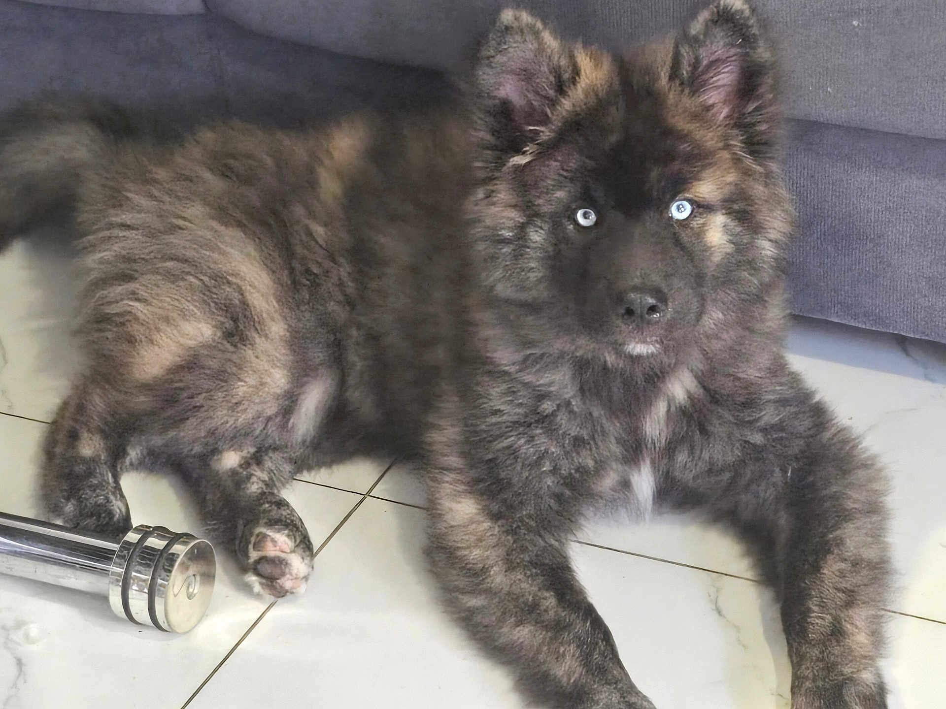 Appolon participe au concours pour gagner de l'argent avec cette photo : dog, canine, puppy, blue_eyes, fluffy, brindle_coat, lying_down, floor, tile_floor, indoor, furniture, couch, metal_object, pet, animal, mammal, relaxed, looking_at_camera, ears_up, cute