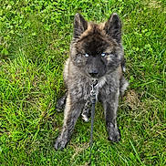 Appolon a rejoint le concours — aidez-le/la à gagner de superbes lots ! alert, animal, blue_eyes, canine, cute, dog, domestic_animal, fluffy, fur, grass, greenery, leash, muzzle, nature, outdoor, pet, portrait, puppy, sitting, young_dog