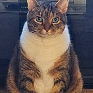 Winnie is registered to the contest to win money with this photo: animal, carpet, cat, closeup, cute, domestic_animal, ears, electronics, feline, fur, furniture, green_eyes, indoor, looking, pet, portrait, sitting, tabby_cat, whiskers, white_chest