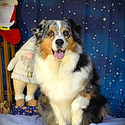 Olika participe au concours pour gagner de l'argent avec cette photo : dog, australian_shepherd, smiling, tongue_out, holiday, christmas, snow, snowy_background, plush_gnome, santa_figure, blue_backdrop, festive, pet, fur, paw, indoor, decorations, cute, posing, happy