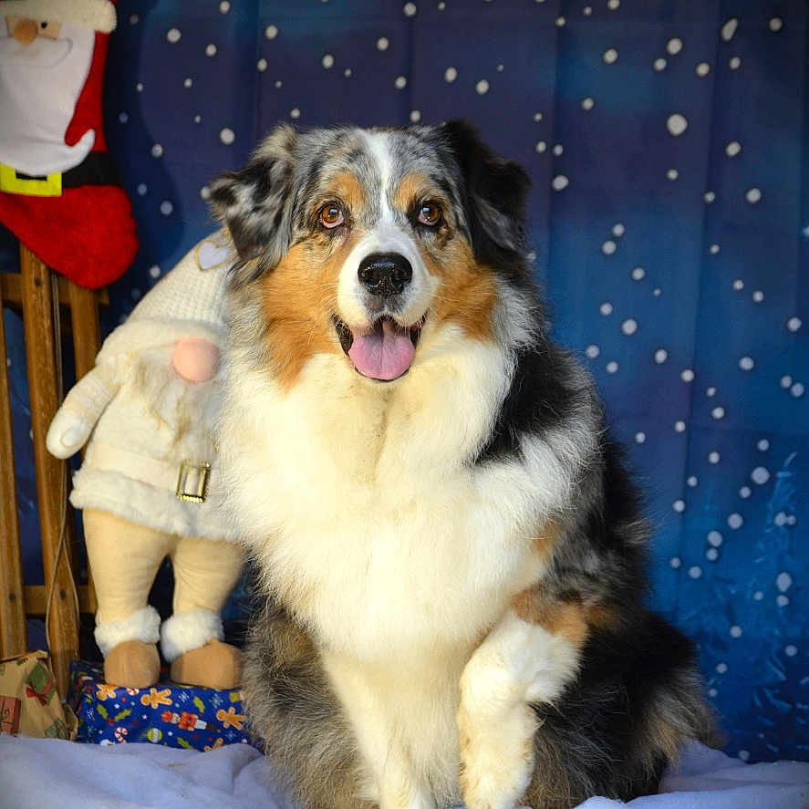 Olika participe au concours pour gagner de l'argent avec cette photo : dog, australian_shepherd, smiling, tongue_out, holiday, christmas, snow, snowy_background, plush_gnome, santa_figure, blue_backdrop, festive, pet, fur, paw, indoor, decorations, cute, posing, happy