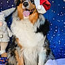 dog, australian_shepherd, santa_hat, holiday, christmas, festive, smiling, tongue_out, fluffy, fur, white, black, brown, indoor, decorations, gnome, winter, snow, blue_background, cute