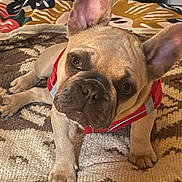 Daisy a rejoint le concours — aidez-le/la à gagner de superbes lots ! dog, french_bulldog, puppy, pet, indoor, red_harness, ears, curious, head_tilt, rug, cushions, cozy, brown, small_dog, canine, animal, companion, cute, domestic, portrait