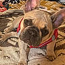 dog, french_bulldog, puppy, pet, indoor, red_harness, ears, curious, head_tilt, rug, cushions, cozy, brown, small_dog, canine, animal, companion, cute, domestic, portrait