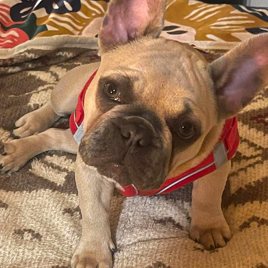 Daisy a rejoint le concours — aidez-le/la à gagner de superbes lots ! dog, french_bulldog, puppy, pet, indoor, red_harness, ears, curious, head_tilt, rug, cushions, cozy, brown, small_dog, canine, animal, companion, cute, domestic, portrait