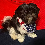 Cookie joined the competition — help win amazing prizes! dog, small_dog, black_and_white, bandana, american_flag, stars_and_stripes, pet, furry, portrait, cute, indoors, blanket, red_background, seated, fur, paw, whiskers, looking_at_camera, closeup, accessory