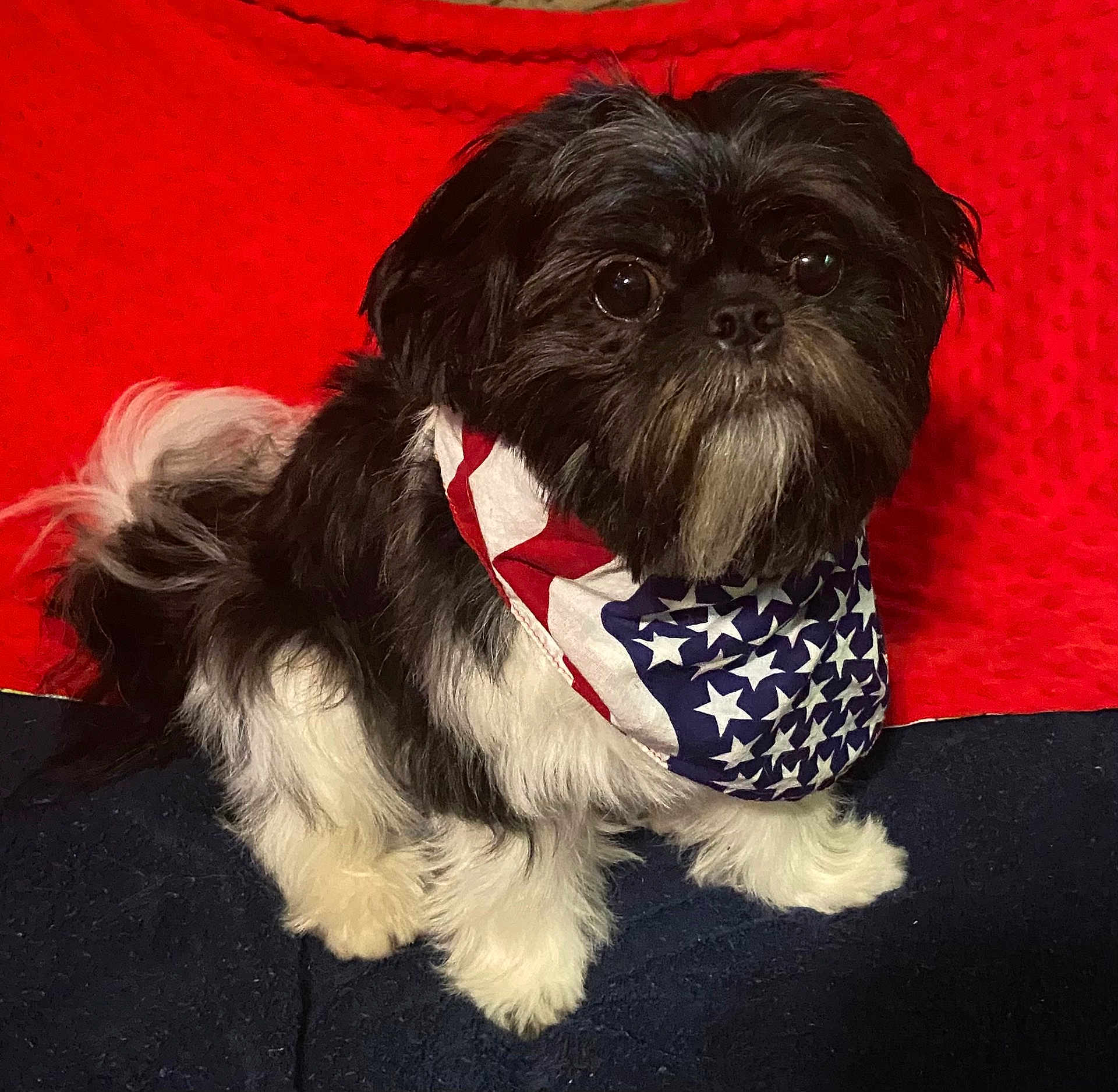 Cookie joined the competition — help win amazing prizes! dog, small_dog, black_and_white, bandana, american_flag, stars_and_stripes, pet, furry, portrait, cute, indoors, blanket, red_background, seated, fur, paw, whiskers, looking_at_camera, closeup, accessory