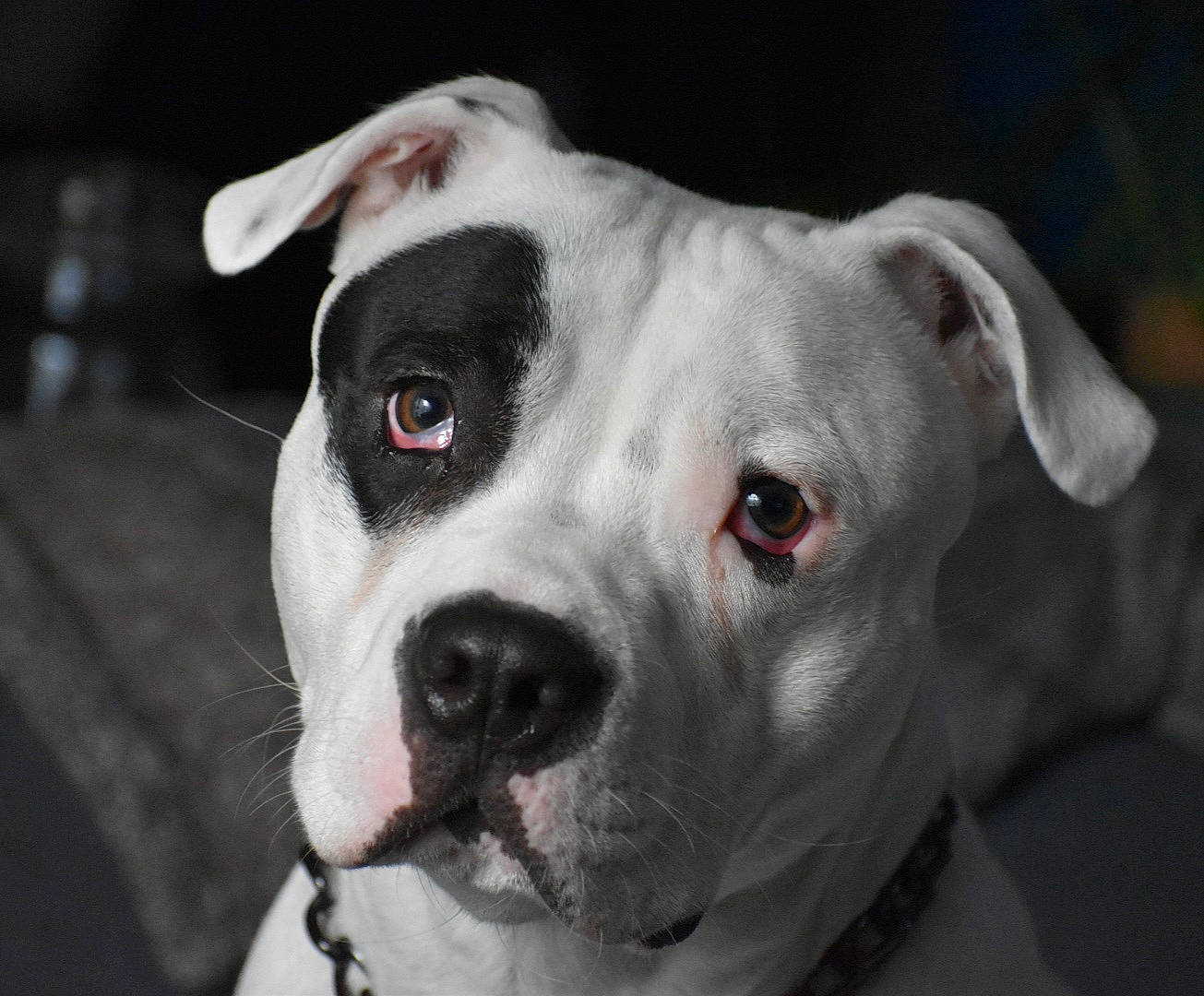 Maverick is registered to the contest to win money with this photo: american_bulldog, american_pit_bull_terrier, american_staffordshire_terrier, bulldog, bully_kutta, canidae, carnivore, catahoula_bulldog, cordoba_fighting_dog, dog, dog_breed, mammal, non_sporting_group, nose, pit_bull, rare_breed_dog, snout, sporting_group, valley_bulldog, vertebrate