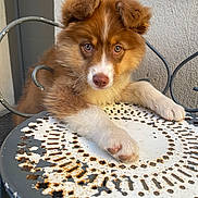 Nala participe au concours pour gagner de l'argent avec cette photo : adorable, animal, brown_fur, closeup, curious, cute, dog, eyes, face, fur, metal_chair, outdoor, paw, pet, portrait, puppy, resting, rust, white_fur, young_dog