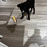 Maggie is registered to the contest to win money with this photo: animal, black_dog, blanket, dog, ears, floor, food, home, indoor, looking_at_camera, pet, photograph, puppy, snack, standing, tail, white_chest, white_paws, wood_floor, wrapped_food