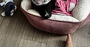 Maggie joined the competition — help win amazing prizes! animal, black_dog, costume, crown, cute, dog, home, human_legs, indoor, lying_down, pet_bed, photography, pink_blanket, resting, royal, sleeping, stuffed_toy, tiara, toy, wood_floor