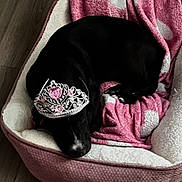 Maggie is registered to the contest to win money with this photo: bed, black_dog, blanket, closeup, cozy, crown, curled_up, cute, dog, indoor, pet, pink_bed, plush, portrait, resting, royal, sleeping, soft_fabric, tiara, wood_floor