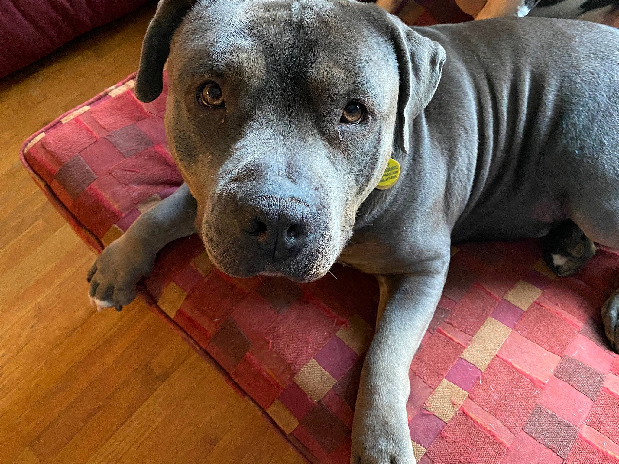 Mumble joined the competition — help win amazing prizes! canidae, carnivore, companion_dog, dog, dog_breed, fawn, flooring, hardwood, liver, pillow, plank, snout, sporting_group, terrestrial_animal, varnish, whiskers, wood, wood_flooring, wood_stain, working_animal