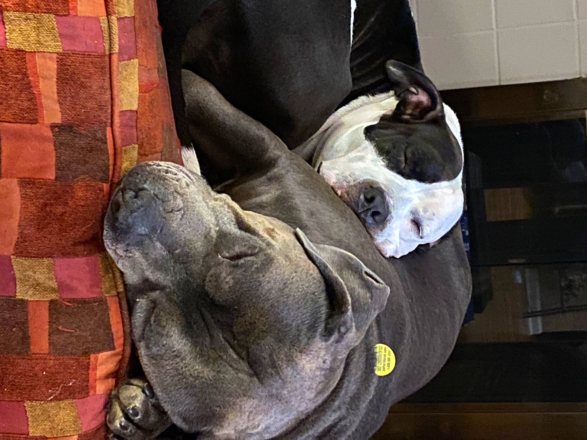 Mumble is registered to the contest to win money with this photo: art, artifact, canidae, carmine, carnivore, comfort, companion_dog, dog, dog_breed, fawn, fur, great_dane, jaw, personal_protective_equipment, sculpture, snout, sporting_group, wood, working_animal, wrinkle