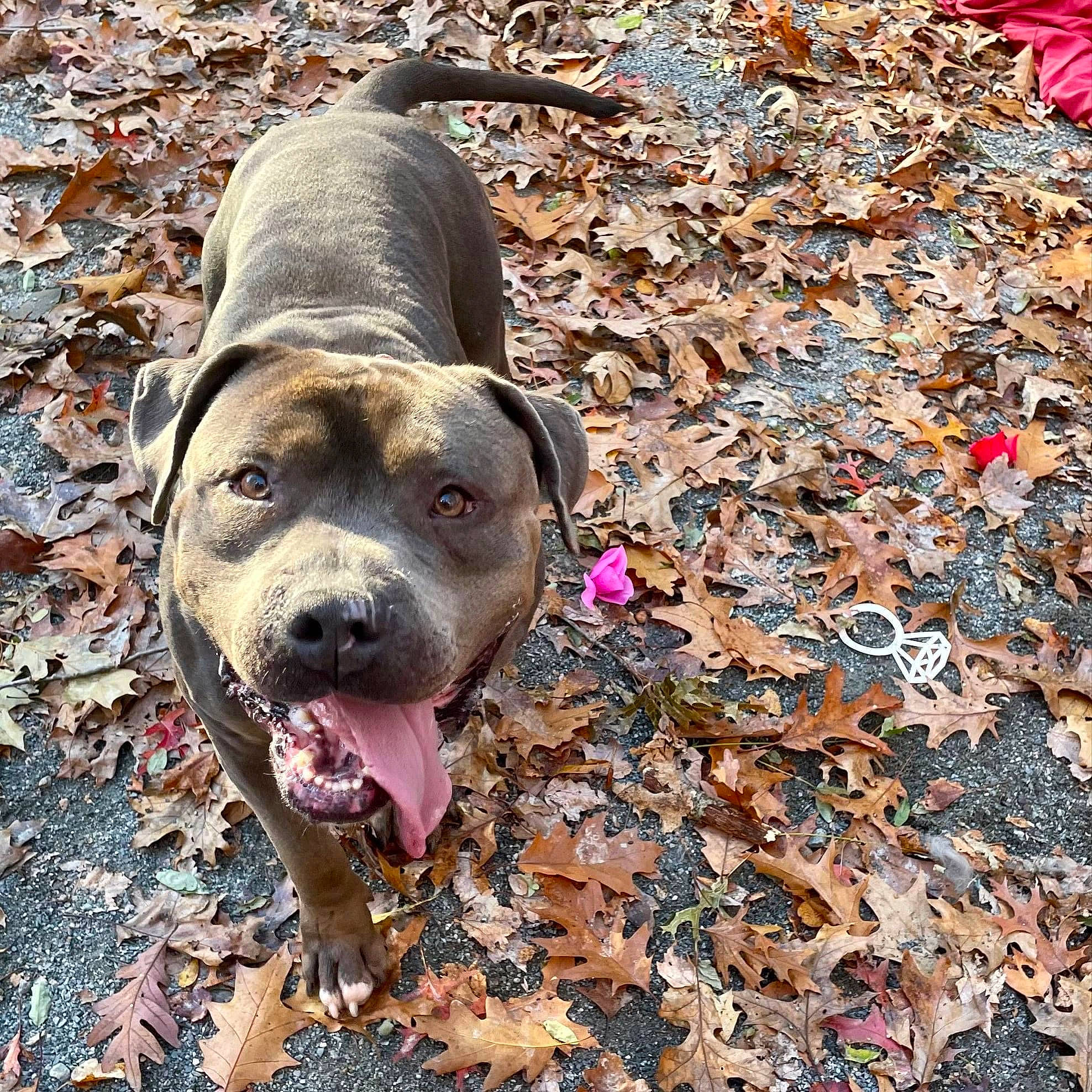 Mumble joined the competition — help win amazing prizes! carnivore, companion_dog, dog, dog_breed, fawn, grass, molosser, non_sporting_group, snout, soil, sporting_group, terrestrial_animal, whiskers, working_animal, working_dog