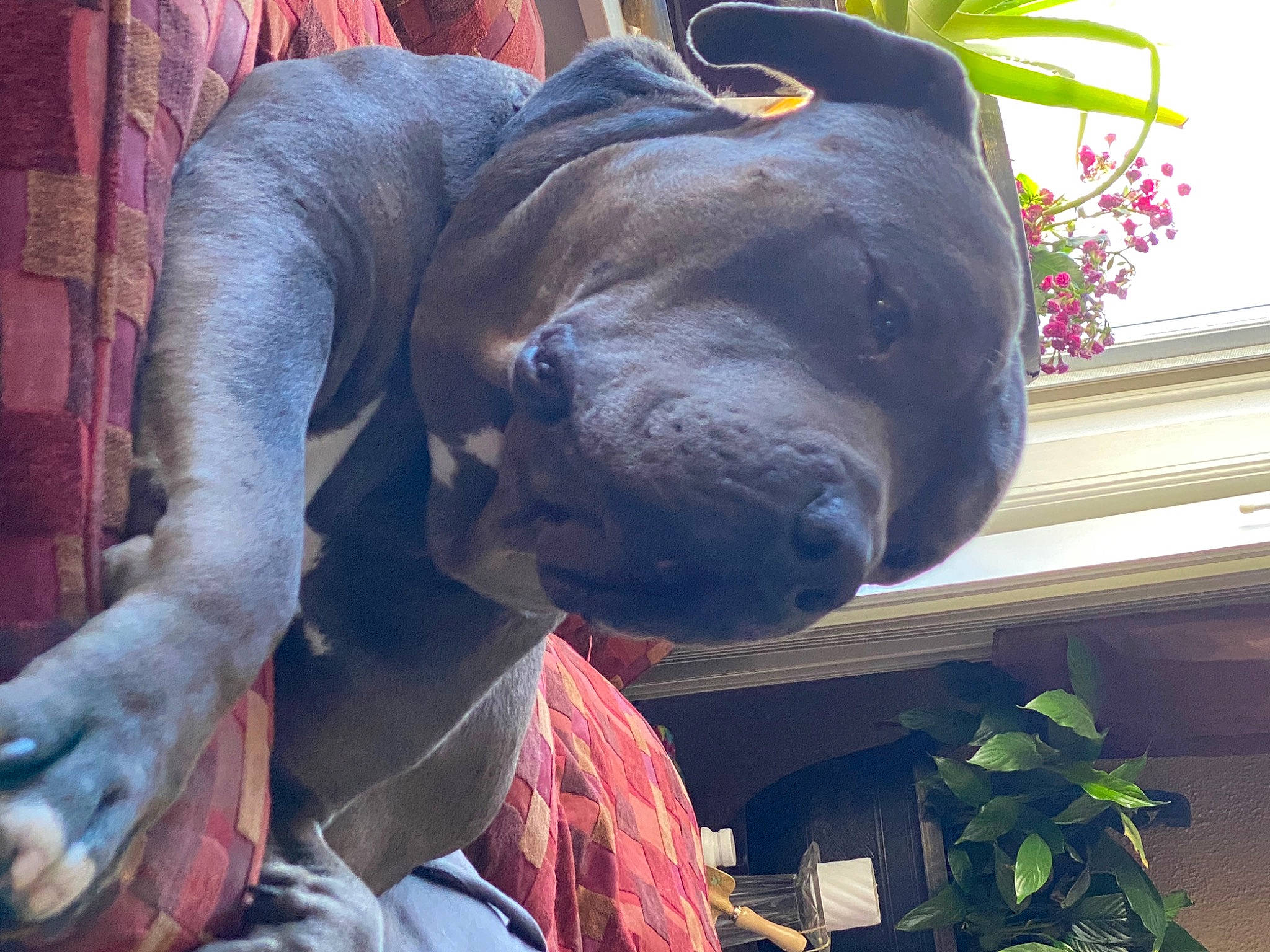 Mumble joined the competition — help win amazing prizes! art, canidae, carnivore, companion_dog, dog, dog_breed, fawn, fur, guard_dog, liver, metal, plant, sculpture, snout, sporting_group, statue, terrestrial_animal, wildlife, working_animal, wrinkle