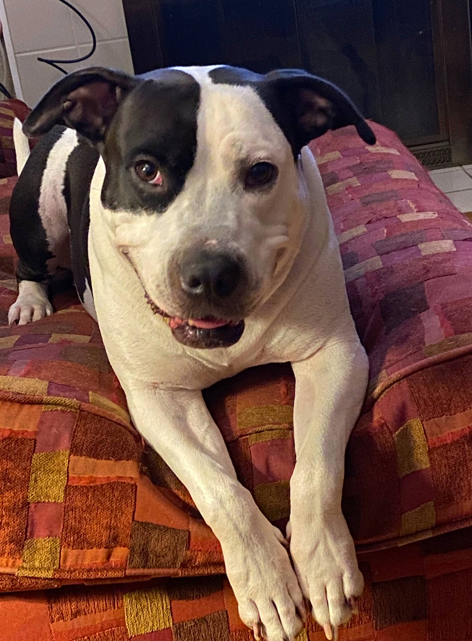 Lola is registered to the contest to win money with this photo: canidae, carnivore, collar, comfort, companion_dog, dog, dog_breed, dog_collar, fawn, head, metal, non_sporting_group, pet_supply, sitting, snout, sporting_group, square, whiskers, wood, working_animal