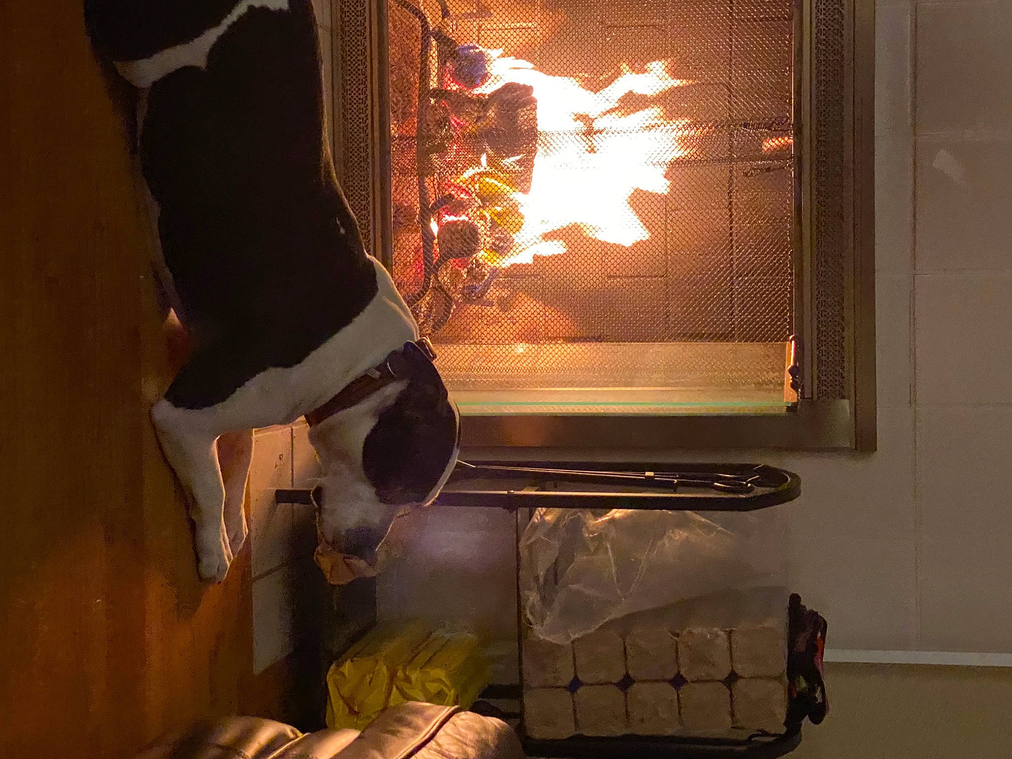 Lola joined the competition — help win amazing prizes! art, darkness, fire, fire_screen, fireplace, flame, flash_photography, flooring, gas, hardwood, hearth, heat, human_leg, picture_frame, room, still_life_photography, stove, visual_arts, wood, wood_burning_stove