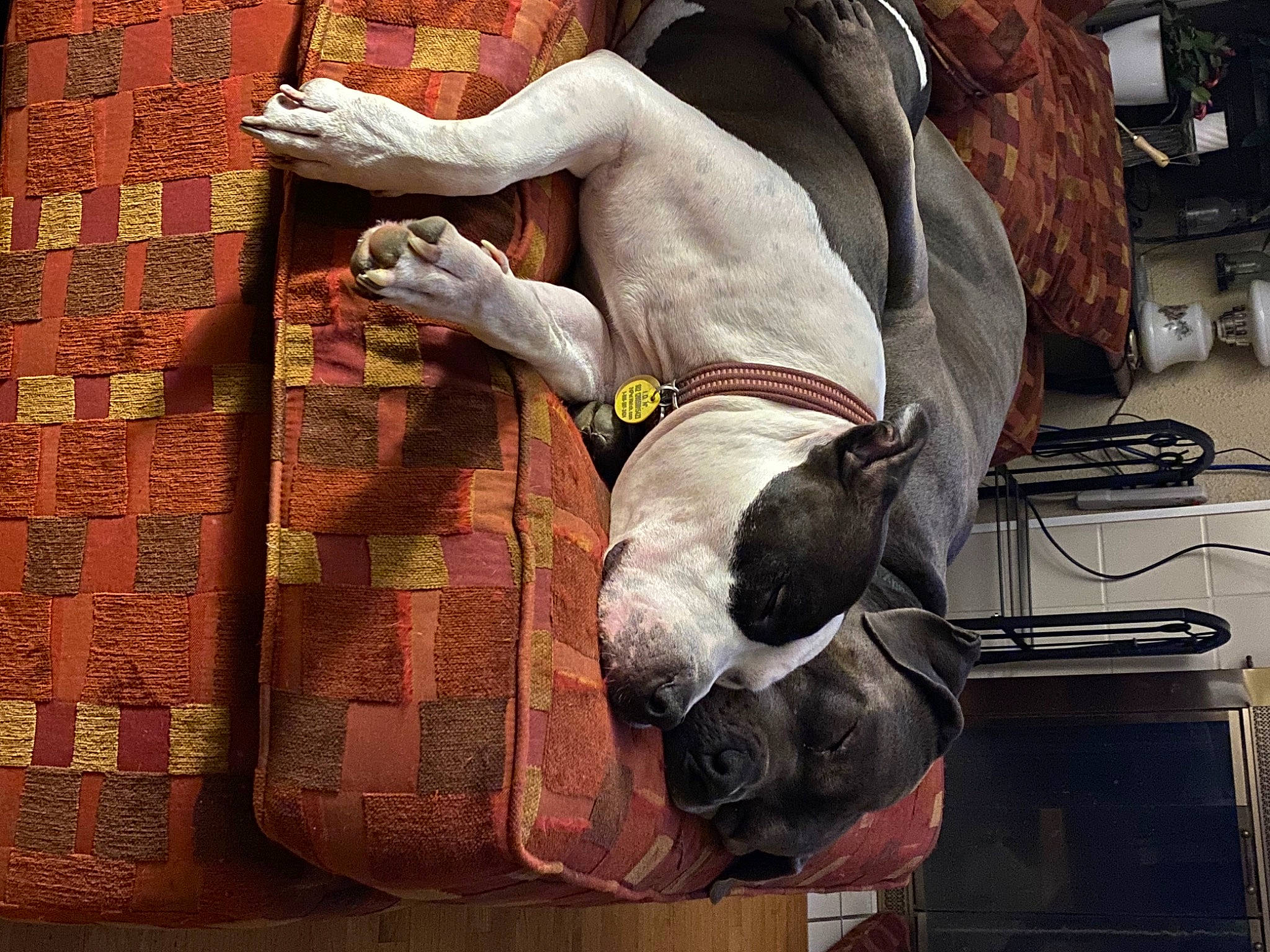 Lola is registered to the contest to win money with this photo: art, canidae, carnivore, collar, companion_dog, dog, dog_breed, dog_collar, fawn, human_leg, non_sporting_group, pack_animal, pattern, pet_supply, room, sporting_group, stallion, visual_arts, wood, working_animal