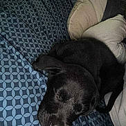 Bell joined the competition — help win amazing prizes! animal, black_dog, blanket, closeup, comfort, cozy, cute, dog, ear, fur, home, indoor, nap, patterned_blanket, pet, pillow, relaxation, resting, sleeping, snout