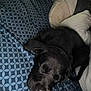 animal, black_dog, blanket, closeup, comfort, cozy, cute, dog, ear, fur, home, indoor, nap, patterned_blanket, pet, pillow, relaxation, resting, sleeping, snout