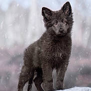 Lumya participe au concours pour gagner de l'argent avec cette photo : puppy, dog, black_fur, snow, winter, outdoor, animal, canine, fur, young_dog, snowfall, nature, cute, pet, portrait, standing, ears, eyes, cold, background_blur