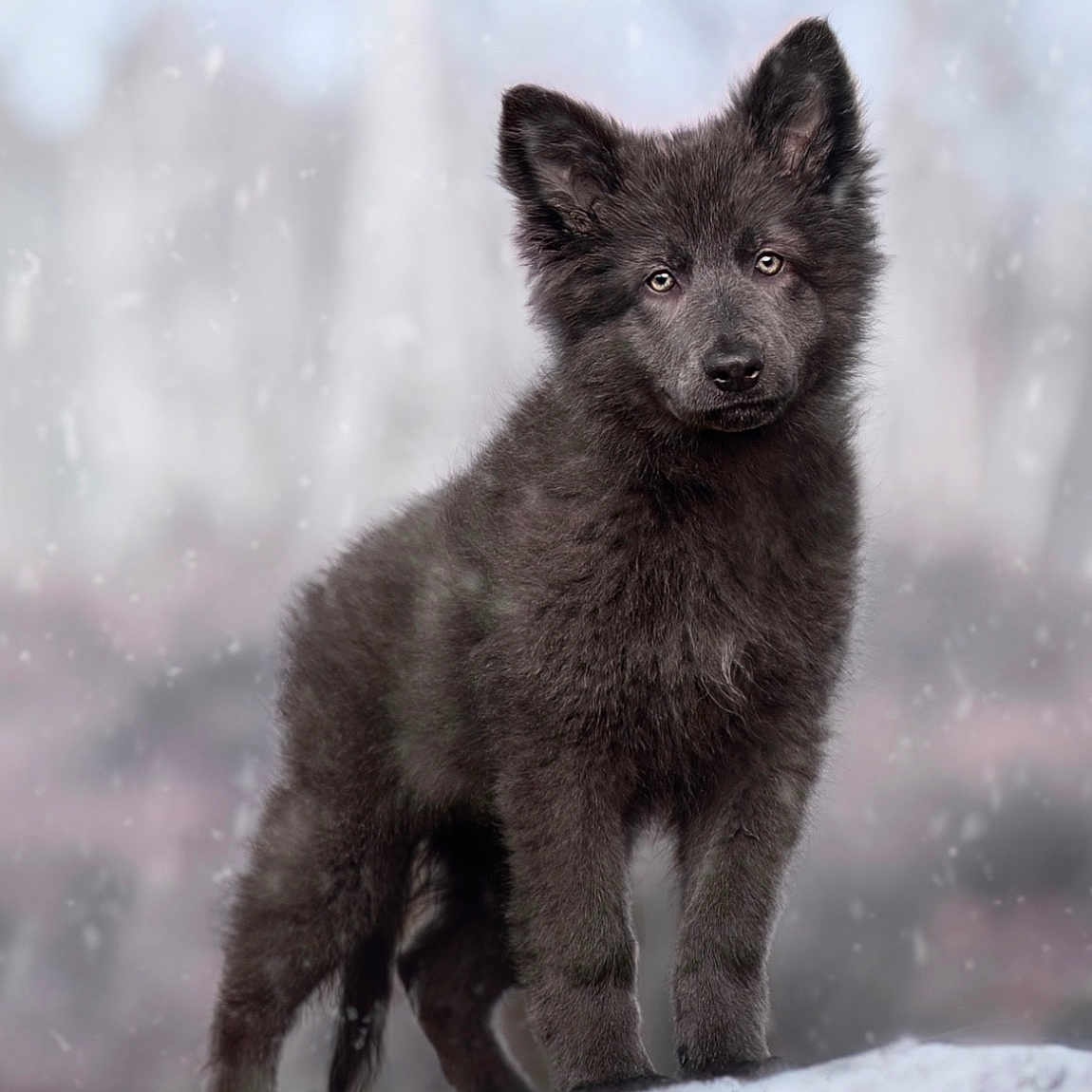 Lumya participe au concours pour gagner de l'argent avec cette photo : animal, background_blur, black_fur, canine, cold, cute, dog, ears, eyes, fur, nature, outdoor, pet, portrait, puppy, snow, snowfall, standing, winter, young_dog
