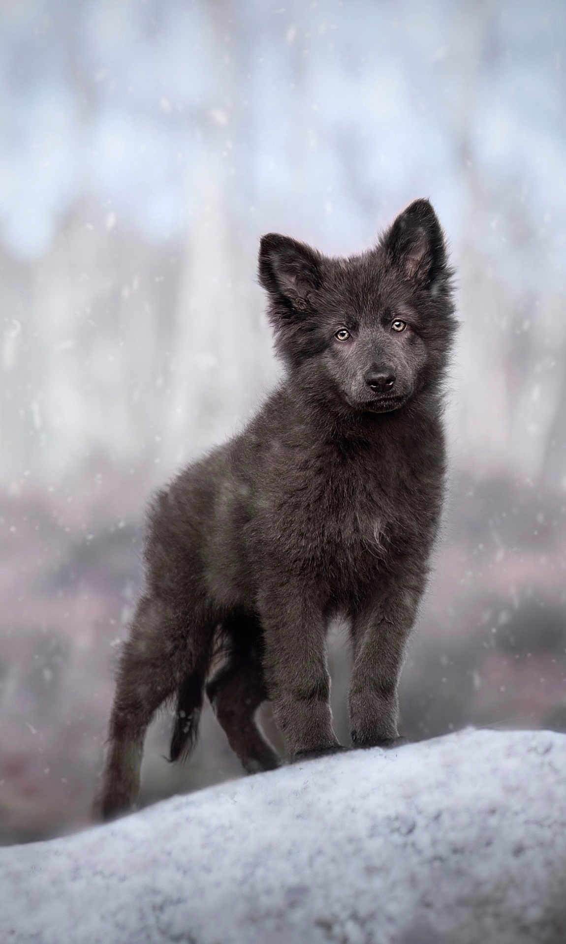 Lumya participe au concours pour gagner de l'argent avec cette photo : puppy, dog, black_fur, snow, winter, outdoor, animal, canine, fur, young_dog, snowfall, nature, cute, pet, portrait, standing, ears, eyes, cold, background_blur