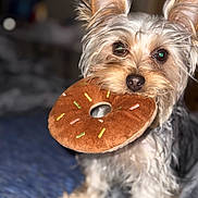 Cali joined the competition — help win amazing prizes! dog, toy, plush, donut, pet, animal, cute, fur, ears, mouth, indoor, bed, blanket, closeup, expression, playful, small_dog, companion, pet_toy, adorable