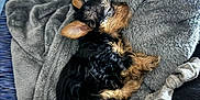 Cali is registered to the contest to win money with this photo: animal, black, blanket, brown, comfort, cozy, curled_up, cute, dog, fur, furry, indoor, napping, pet, puppy, relaxation, resting, sleeping, small_dog, soft_texture