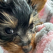 Cali is registered to the contest to win money with this photo: animal, blanket, close_up, cozy, cute, dog, domestic_animal, face, fluffy, fur, indoor, nose, pet, pink, puppy, resting, sleepy, soft, white, young