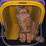 Rouki a rejoint le concours — aidez-le/la à gagner de superbes lots ! cat, orange_cat, feline, pet, basket, yellow_basket, purple_basket, indoor, flash, glowing_eyes, curious, sitting, furry, whiskers, tail, domestic_animal, animal, cute, household_item, dark_background