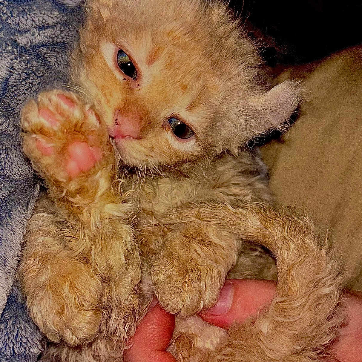 Oatmeal joined the competition — help win amazing prizes! animal, blanket, cat, close_up, curly_fur, cute, domestic_cat, feline, fur, hand, indoor, kitten, orange_cat, paw, pet, pink_paw_pads, resting, sleepy, soft_texture, young_animal