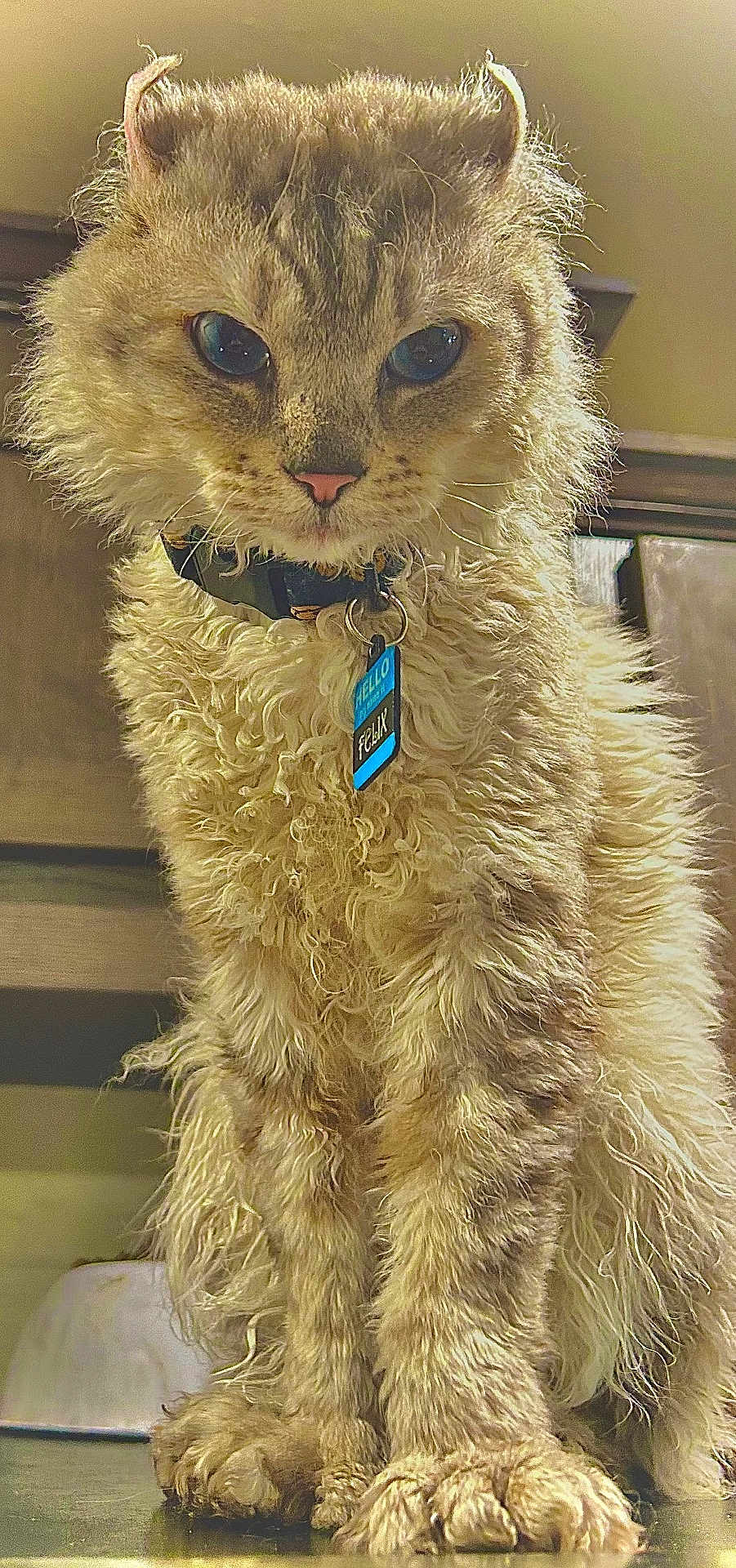 Felix is registered to the contest to win money with this photo: cat, curly_fur, pet, collar, tag, felix, ears, whiskers, paws, indoor, animal, feline, closeup, standing, fur_texture, domestic_cat, cute, portrait, looking_down, mischievous