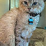 Felix is registered to the contest to win money with this photo: cat, curly_fur, blue_eyes, collar, name_tag, indoor, pet, feline, animal, fluffy, sitting, close_up, cozy, blanket, fur, portrait, cute, domestic_cat, furry, alert
