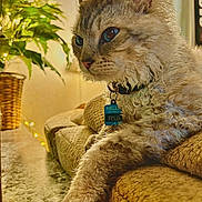 Felix joined the competition — help win amazing prizes! cat, feline, curly_fur, pet, indoor, sofa, couch, plant, basket, relaxed, paw, collar, tag, home, cozy, brown, green, fur, portrait, animal