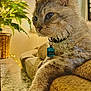 animal, basket, brown, cat, collar, couch, cozy, curly_fur, feline, fur, green, home, indoor, paw, pet, plant, portrait, relaxed, sofa, tag