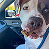 dog, bulldog, pet, animal, close_up, portrait, face, snout, nose, eyes, jowls, treat, snack, car, vehicle, interior, seatbelt, harness, brown_and_white, outdoor_light