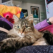 Misa joined the competition — help win amazing prizes! cat, tabby, fluffy, green_eyes, indoor, person, lap, blanket, purple_clothing, watch, furniture, picture_frame, wall, relaxed, pet, animal, cozy, fur, whiskers, home