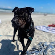 Coal joined the competition — help win amazing prizes! dog, black_dog, beach, sand, blue_sky, blanket, collar, leash, sunny, outdoor, animal, pet, portrait, daytime, shadow, closeup, nature, summer, vacation, canine