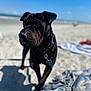 dog, black_dog, beach, sand, blue_sky, blanket, collar, leash, sunny, outdoor, animal, pet, portrait, daytime, shadow, closeup, nature, summer, vacation, canine