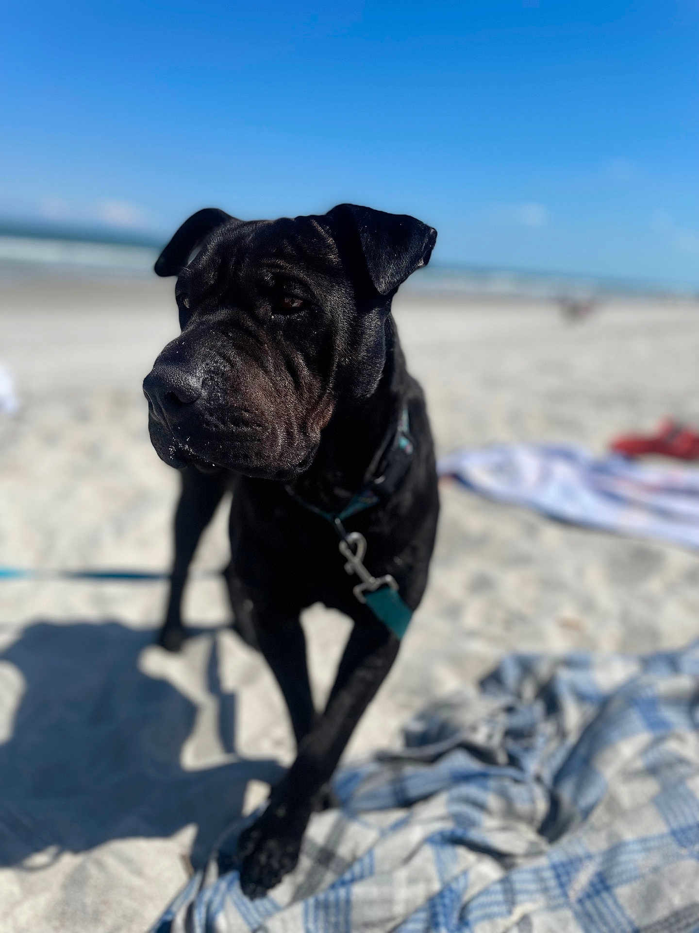 Coal joined the competition — help win amazing prizes! dog, black_dog, beach, sand, blue_sky, blanket, collar, leash, sunny, outdoor, animal, pet, portrait, daytime, shadow, closeup, nature, summer, vacation, canine