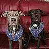alert, animal_portrait, black_dog, brown_dog, collar, companions, curious, dog, domestic_animal, front_view, furniture, household, indoor, leather_couch, matching_harnesses, pets, polka_dot, red_couch, sitting, two_dogs