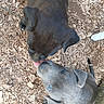 Jasper joined the competition — help win amazing prizes! puppy, dog, animal, pet, playful, licking, cute, outdoor, wood_chips, nature, two_dogs, fur, ears, tail, brown_dog, gray_dog, close_up, top_view, young_dog, friendly