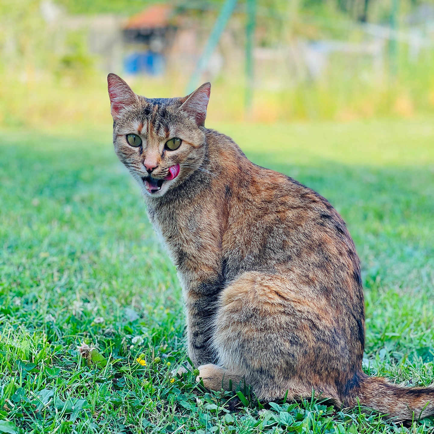 Chouquette a rejoint le concours — aidez-le/la à gagner de superbes lots ! animal, cat, cute, daylight, ears, eyes, feline, fur, grass, greenery, licking, mammal, nature, outdoor, pet, portrait, sitting, tabby, tongue, whiskers
