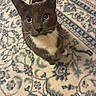 animal, blue_rug, carpet, cat, cat_face, close_up, curious, cute, domestic_cat, floor, fur, gray_cat, indoor, looking_up, patterned_rug, pet, whiskers, whiskers_visible, white_paws, yellow_eyes