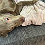 dog, pet, couch, blanket, relaxed, upside_down, brown_fur, indoor, cozy, furniture, curious, paws, soft_texture, resting, animal, domestic, companion, cute, laid_back, home
