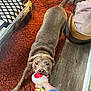 Sophie joined the competition — help win amazing prizes! dog, playful, toy, tug_of_war, hand, plush_toy, indoor, rug, orange_rug, wood_floor, pet, canine, brown_dog, playing, chewing, animal, flooring, home, furniture, cozy