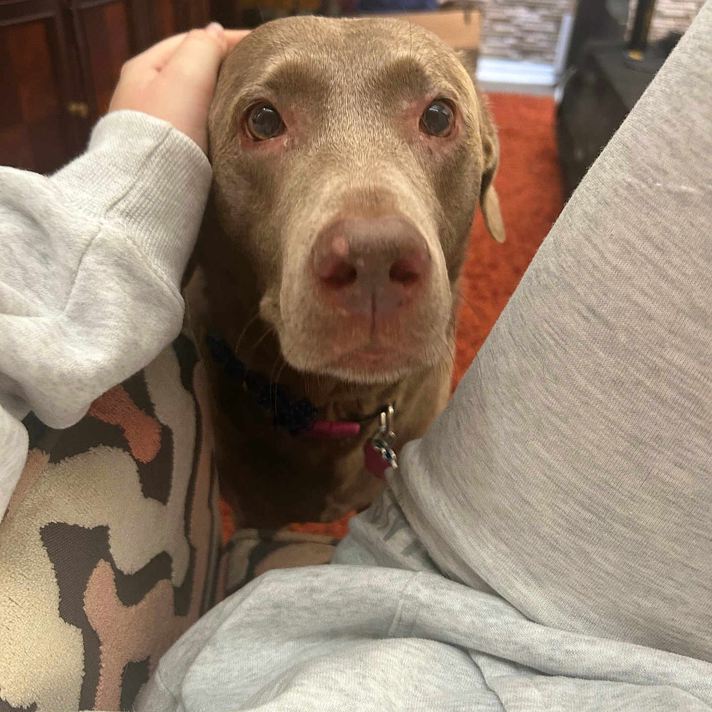 Sophie joined the competition — help win amazing prizes! affection, animal, brown_dog, carpet, casual_clothing, close_up, collar, comfort, companion, cozy, dog, domestic, hand, human_hand, indoor, looking_up, patterned_fabric, pet, relaxed, sofa