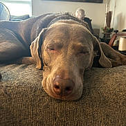 Sophie is registered to the contest to win money with this photo: dog, sleeping, couch, indoor, pet, animal, resting, closeup, furniture, living_room, brown_dog, canine, relaxed, home, nap, portrait, domestic_animal, furry, cozy, background